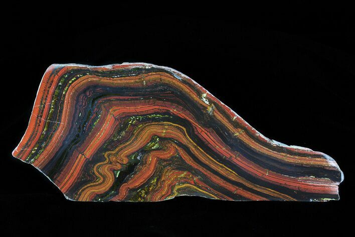 Polished Tiger Iron Stromatolite - ( Billion Years) #75845